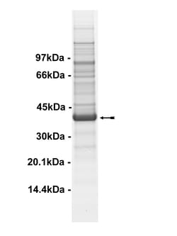 Eurofins DiscoverX TAO2 Protein, Active 10 &mu;g | Buy Online | Eurofins DiscoverX | Fisher Scientific